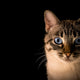 close up photo of tabby cat