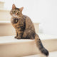 brown tabby cat on white stairs