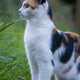 calico cat