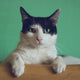 black and white cat lying on brown bamboo chair inside room
