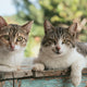 Two Brown Tabby Cats on Wood Planks