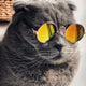 Russian blue cat wearing yellow sunglasses