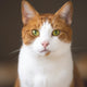short-haired white and brown cat