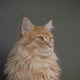 sitting orange Persian cat