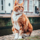 selective focus photography of orange and white tabby cat