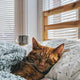 cat sleeping on bed