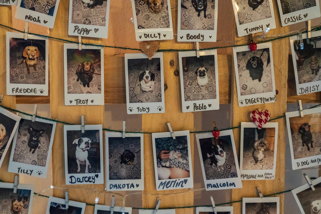 pet memorial ideas