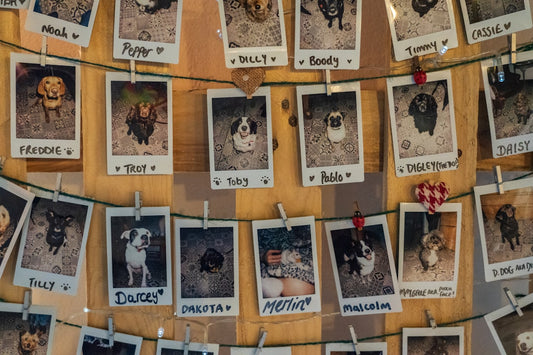 pet memorial ideas