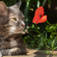 pet memorial keepsakes