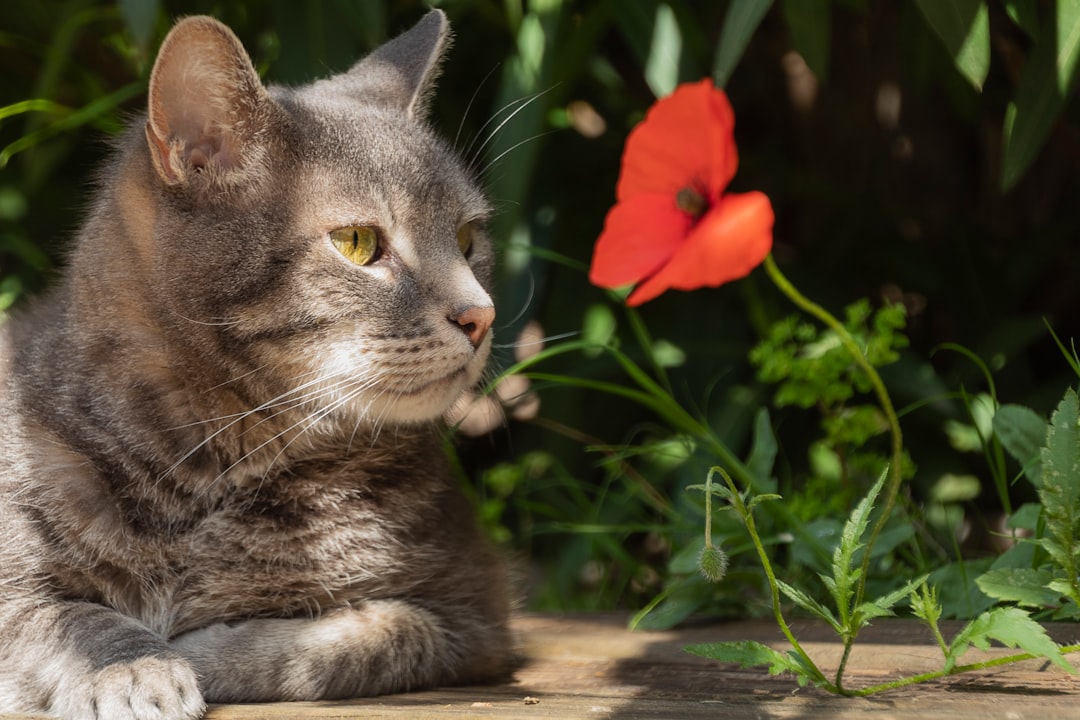 pet memorial keepsakes