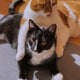 a couple of cats laying on top of a wooden floor