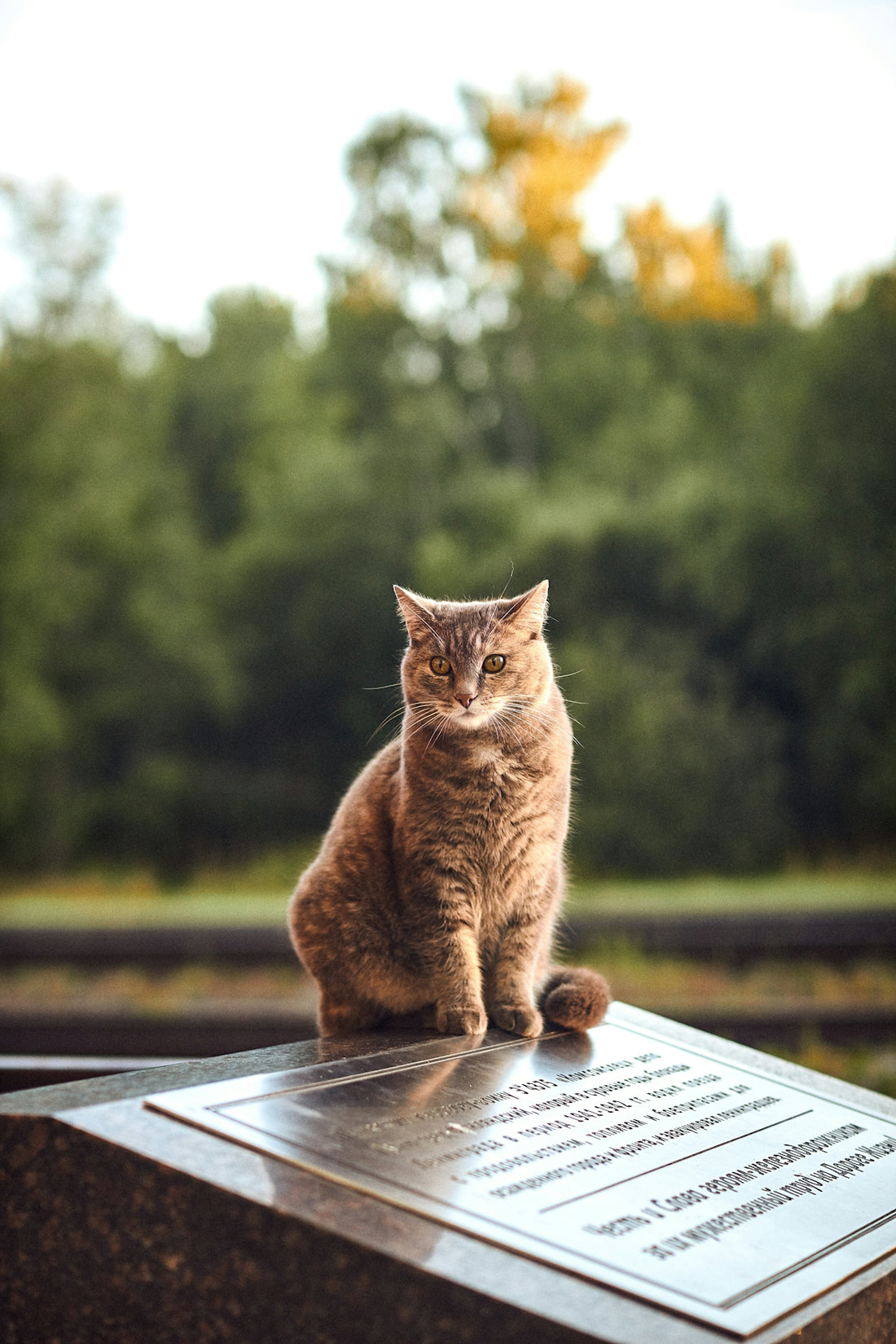 a cat sitting on a book