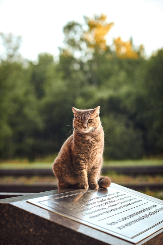 a cat sitting on a book