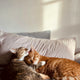 two cats lying on a couch