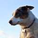 pet memorial symbols