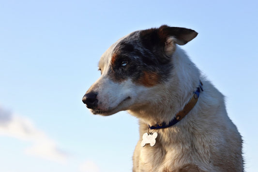 pet memorial symbols