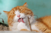 Eternal Whiskers